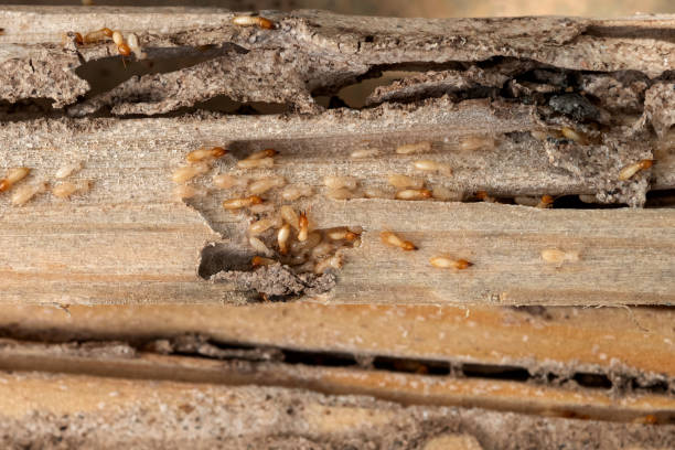 Best Residential Pest Control  in Wood Village, OR